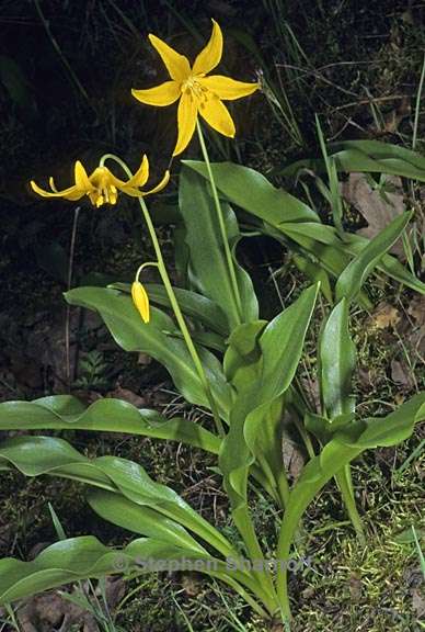 erythronium tuolumnense 3 graphic